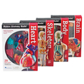 Learning Resources Anatomy Models Set 3338